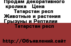 Продам декоративного кролика › Цена ­ 1 300 - Татарстан респ. Животные и растения » Грызуны и Рептилии   . Татарстан респ.